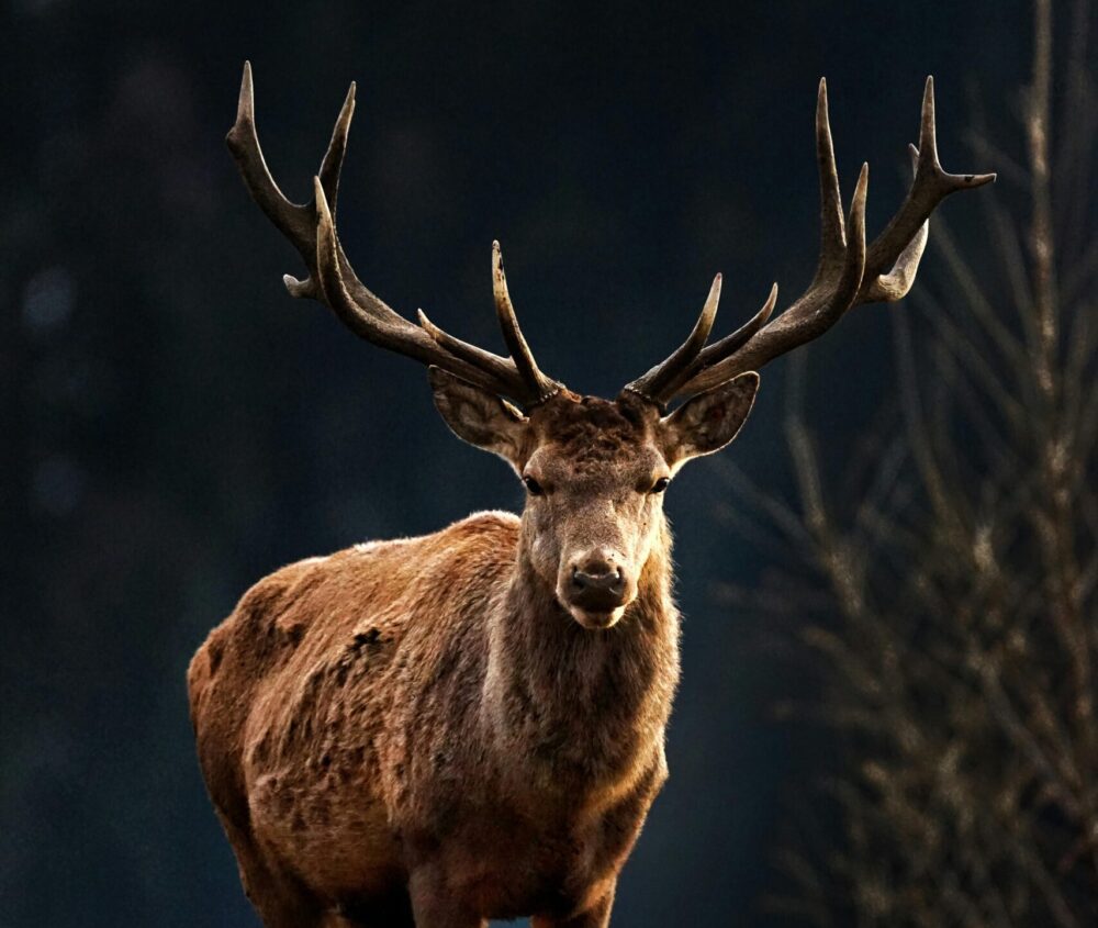 A majestic stag with large antlers stands in the forest.