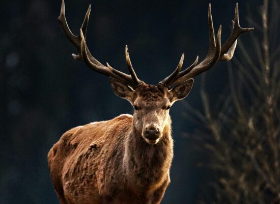 A majestic stag with large antlers stands in the forest.